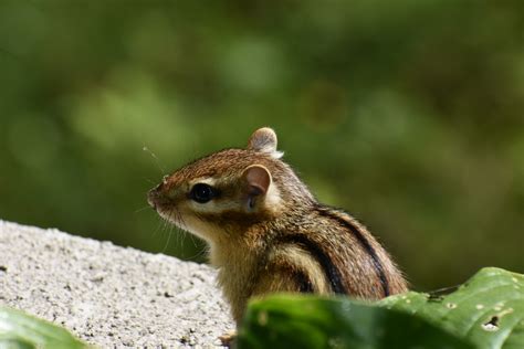 Chipmunk Striped Small Animal - Free photo on Pixabay