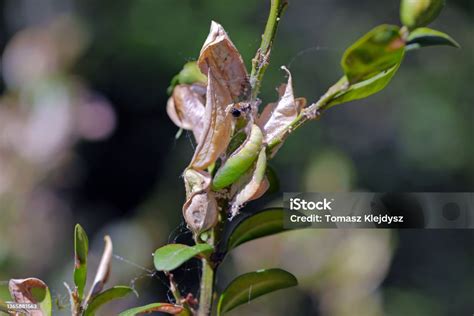 Pupa Of The Box Tree Moth Cydalima Perspectalis In Nature It Is An