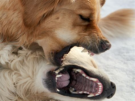 Uitvallen naar andere honden - Bor Hondengedragstherapie & Puppycoaching 