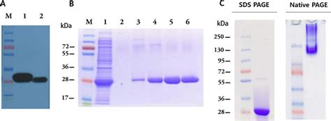 Expression And Purification Of Sftsv N Protein A Western Blot Analyses