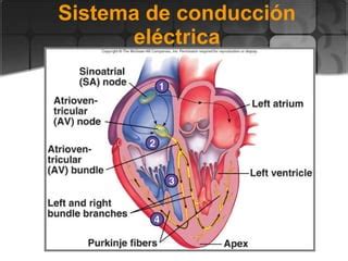 Sistema de conducción cardiaca PPT