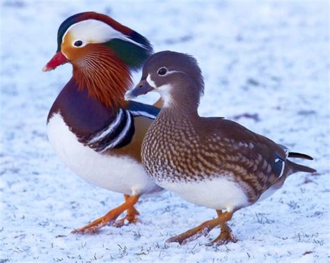 Mandarin Duck Bird Ducks 44 Wallpapers Hd Desktop And Mobile