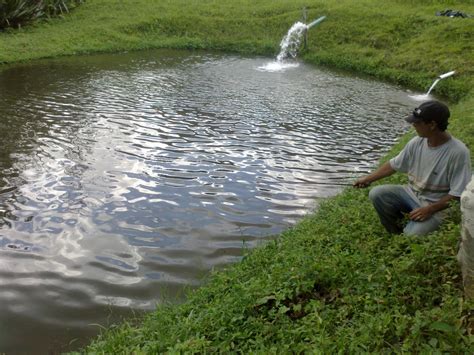 Neemline Cria O De Peixes