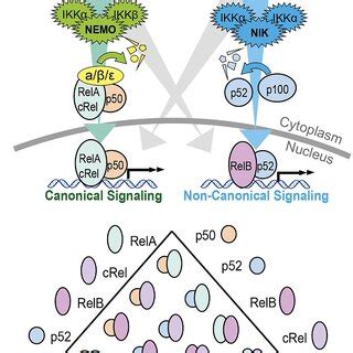 Schematic summary of the canonical and non-canonical NF-κB signaling ...