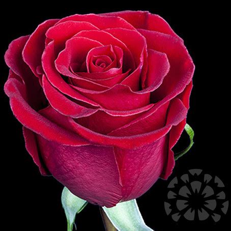 FOREVER YOUNG - ROSES - Impexflowers