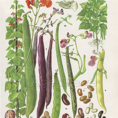 Vintage Botanical Print Vegetable Illustration Food By Agedpage