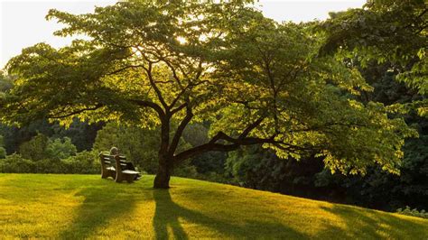 Dogwood Tree: Care, Planting, History, and Common Types