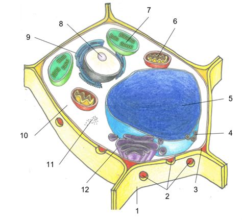 Schaubild Aufbau Einer Pflanzlichen Zelle Quizlet
