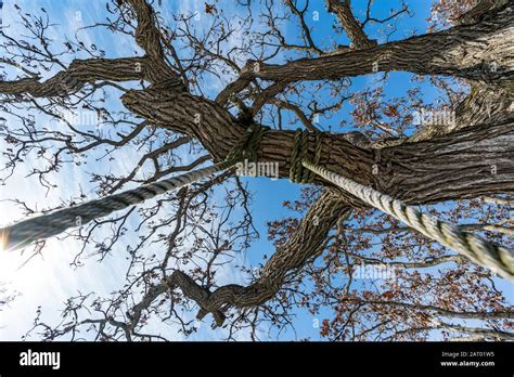 Rope Hanging From Tree Hi Res Stock Photography And Images Alamy