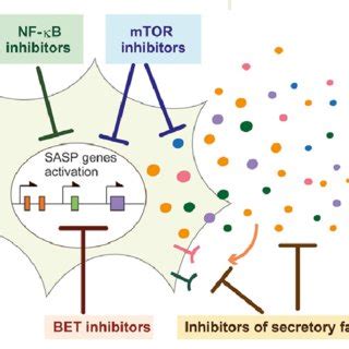 Dual Roles Of Senescence Associated Secretory Phenotype SASP In