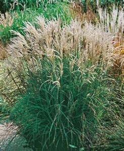 Adagio Maiden Grass | Garden Seeds and Plants