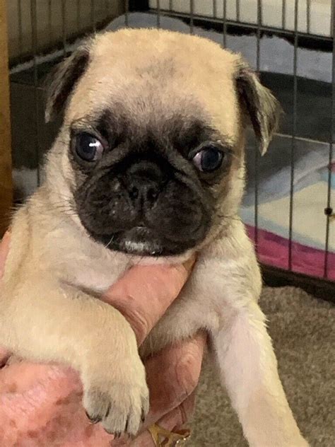 Beautiful small pug puppies | in Luton, Bedfordshire | Gumtree