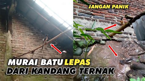 Jangan Panik Murai Batu Lepas Dari Kandang Ternak Youtube