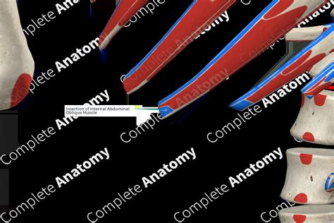 Insertion of Internal Abdominal Oblique Muscle | Complete Anatomy