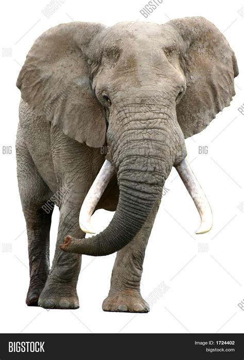 Elephant Big Tusks Isolated Image & Photo | Bigstock