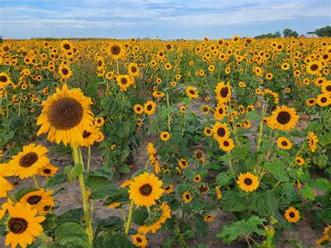 Sunflower Meadow - Tuttle Orchards