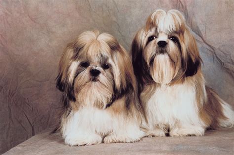 Do Male Shih Tzus Hump