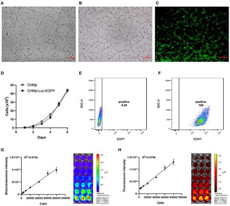 Frontiers Establishment Of Stable Expression Of Firefly Luciferase