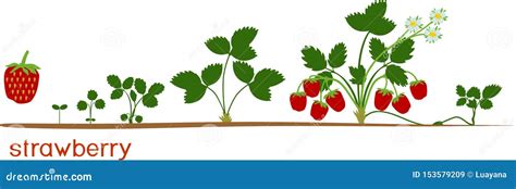 Life Cycle of Strawberry. Plant Growth Stage from Seed To Strawberry ...