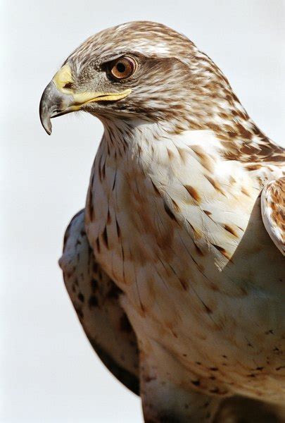 Adaptations of Harris Hawk | Animals - mom.me