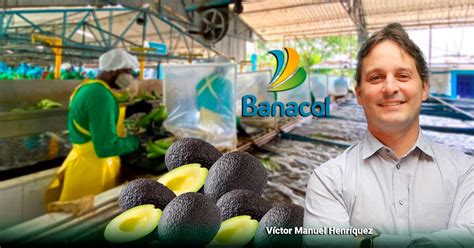 Banacol la gigante bananera ahora metida en la producción de aguacate