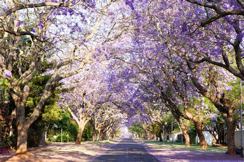 How To Get Free Trees – West SFV Lifestyle