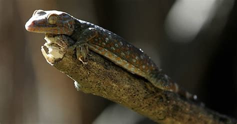 Philippines Gecko