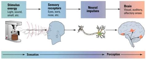 Transduction Psychology Eye