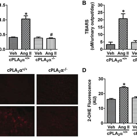 Cpla Gene Disruption Protects Against Angiotensin Ii Ang