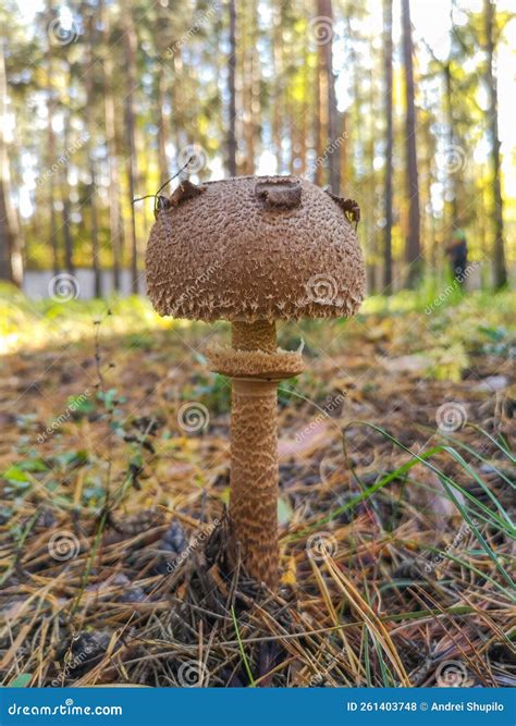 An Edible Mushroom in the Forest. Stock Photo - Image of delicious ...