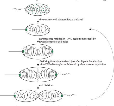 Figure 6 from Bacterial chromosome segregation | Semantic Scholar