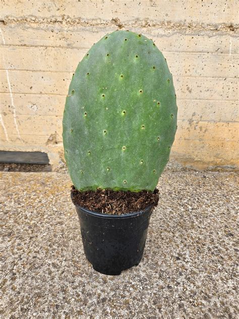 Opuntia ficus indica – Caporalplant