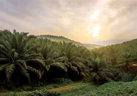 A Brighter Future For Oil Palm The Star