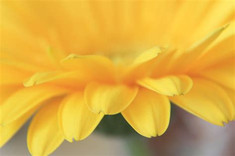 Gerbera Flor Flores Amarelas Foto Gratuita No Pixabay Pixabay