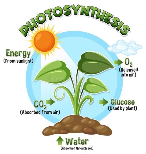 Diagram Of Photosynthesis For Biology And Life Science Education Stock