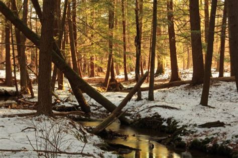 Free Images Tree Nature Forest Creek Wilderness Branch Snow