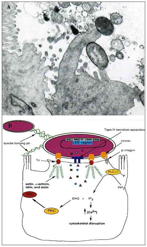 Figure 1 Enteropathogenic E Coli Salmonella And Shigella Masters Of Host Cell Cytoskeletal