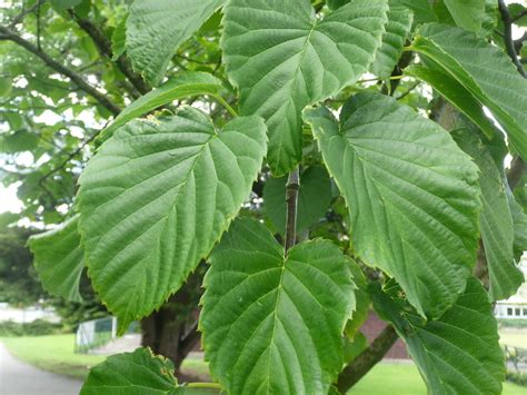 Davidia Involucrata Friends Of Belfast Botanic Gardens