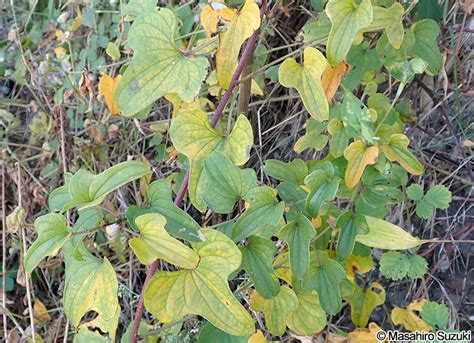 ヤマノイモ Dioscorea Japonica