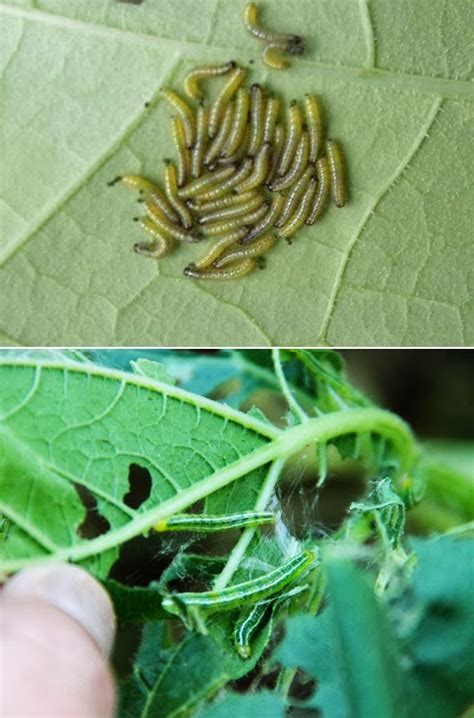 How To Get Rid Of Green Worms On Broccoli Plants 101 Gardening