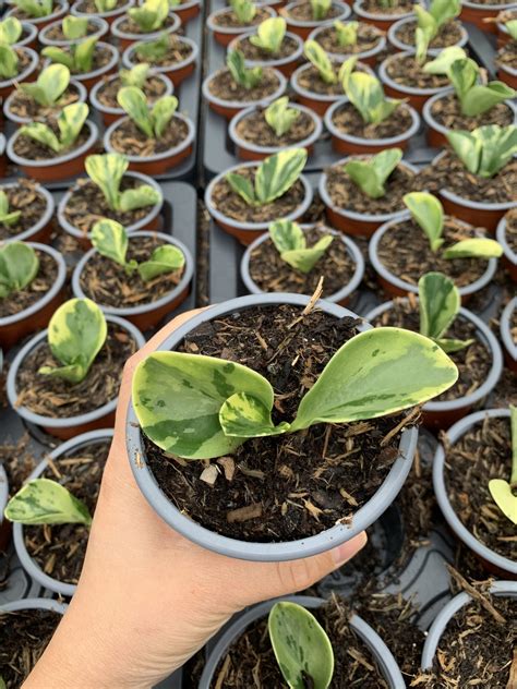 Sustainability and Peat Free Houseplants