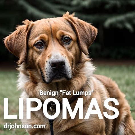 fat lumps dogs – Dr Erik Johnson – Veterinarian