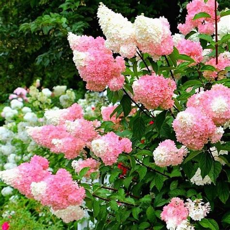 Гортензия метельчатая Strawberry Blossom - Гортензия - Лиственные ...