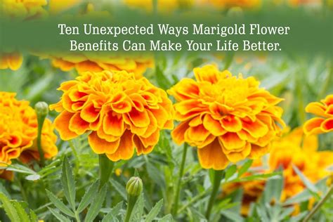 Marigold Flower Health Benefits Best Flower Site