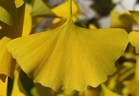 Ginkgo ou arbre aux mille écus le blog alain Barré