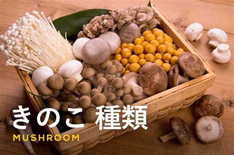 きのこの種類は4000種類以上スーパーで購入できる食用きのこ9種類を徹底解説 ふるなび公式ブログ ふるさと納税DISCOVERY