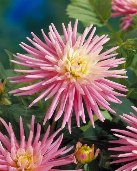 Dahlia Park Princess Peter Nyssen Flower Bulbs And Plants