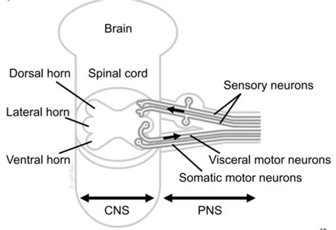 Nervous System Part 2 Flashcards Quizlet