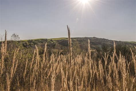 Free picture: rural, wheat, rice, field, crops, farm