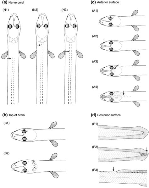 Evaluation Of The Pigmentation Stages And Body Proportions From The